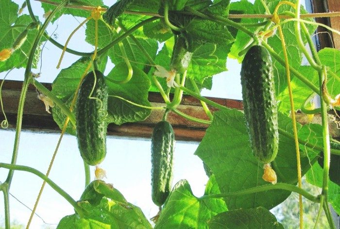 4cucumbers