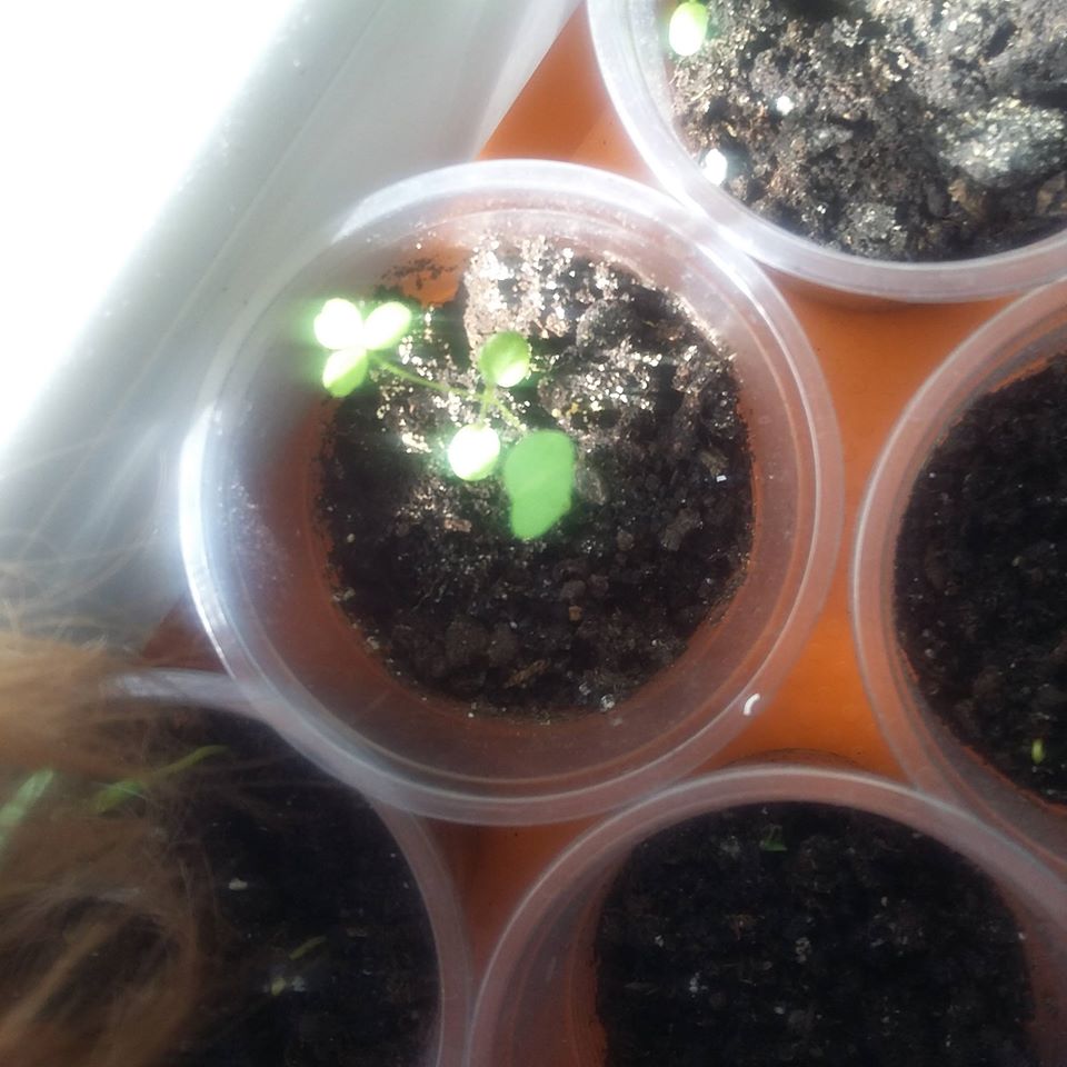 Картинки по запросу семена фуксии