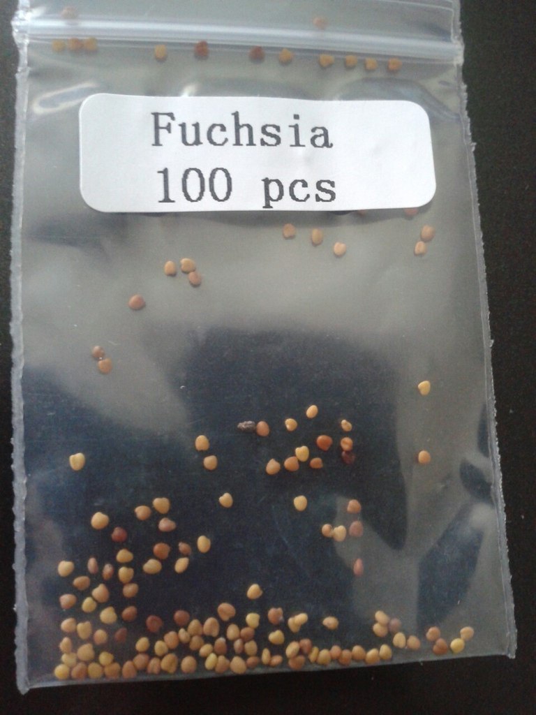 Картинки по запросу семена фуксии