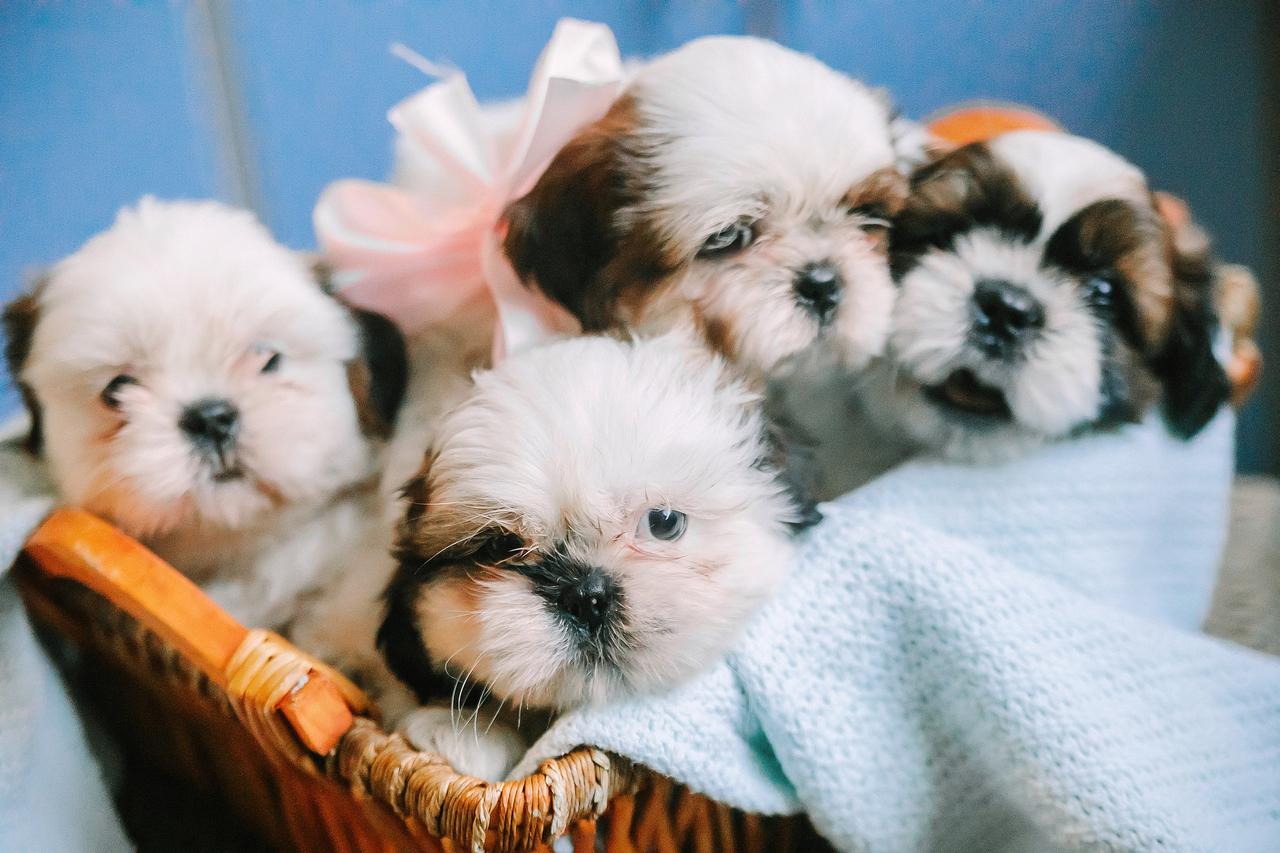 Картинки по запросу щенки ши тцу