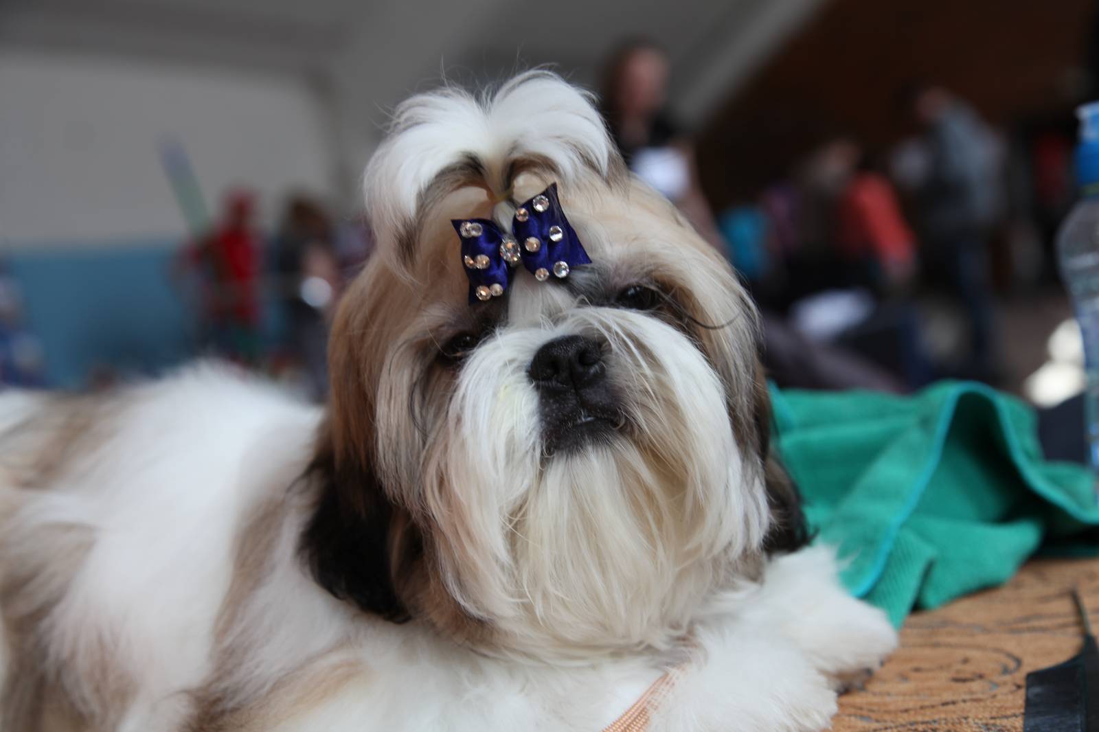 Картинки по запросу собака ши тцу грызет