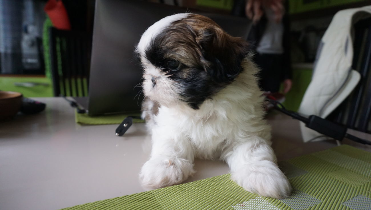 Картинки по запросу щенки ши тцу в туалет на пеленку