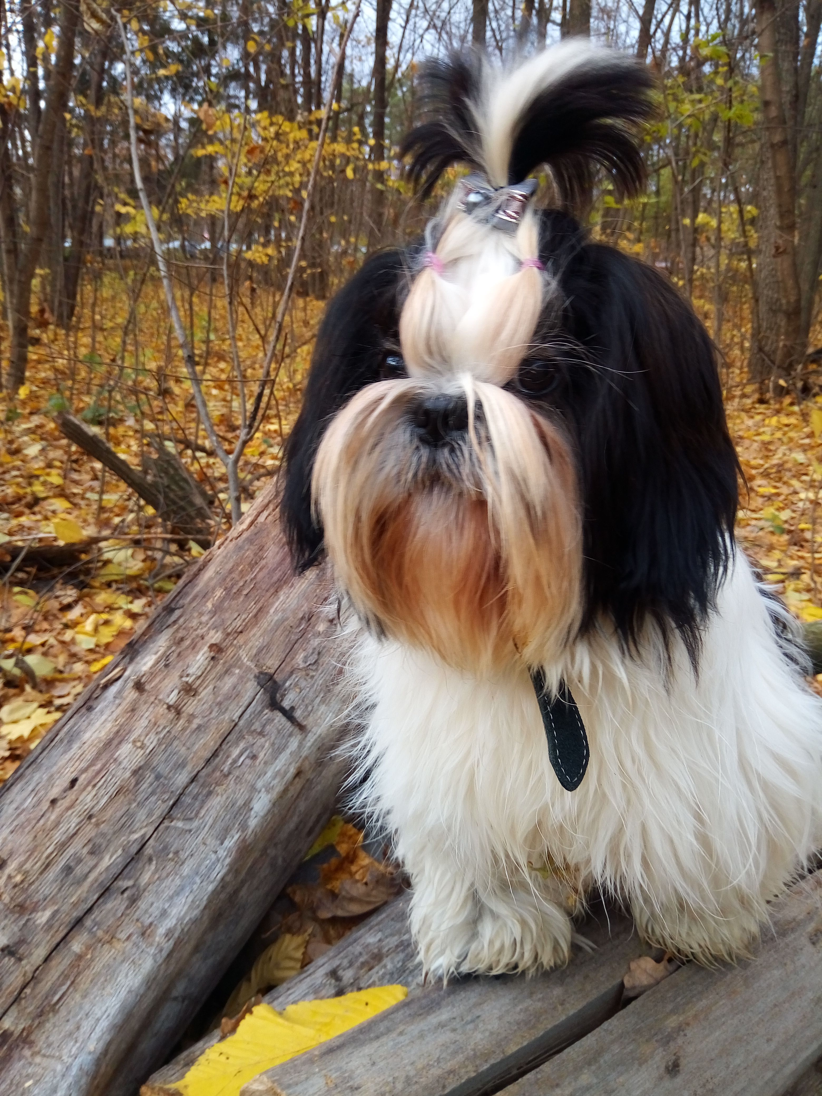 Картинки по запросу ши тцу стрижка мишка