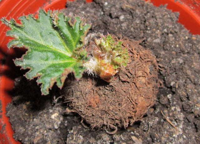 begoniya-klubnevaya-posadka-i-uhod