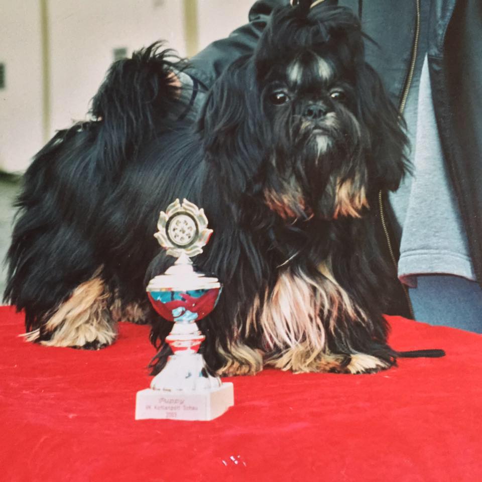 Картинки по запросу ши тцу черный