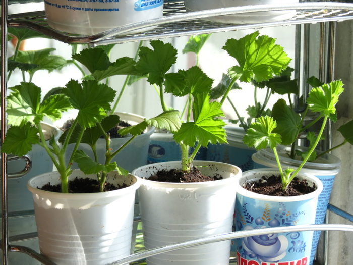 cherenkovanie-gerani-11