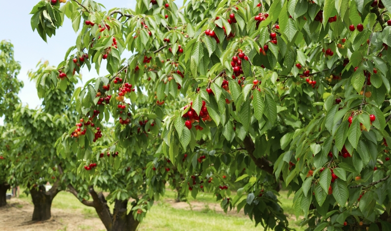 Ð¡Ð¾ÑÑÐ° ÑÐµÑÐµÑÐ½Ð¸: ÐºÐ°ÐºÐ¸Ðµ Ð»ÑÑÑÐµ Ð²ÑÐ±ÑÐ°ÑÑ