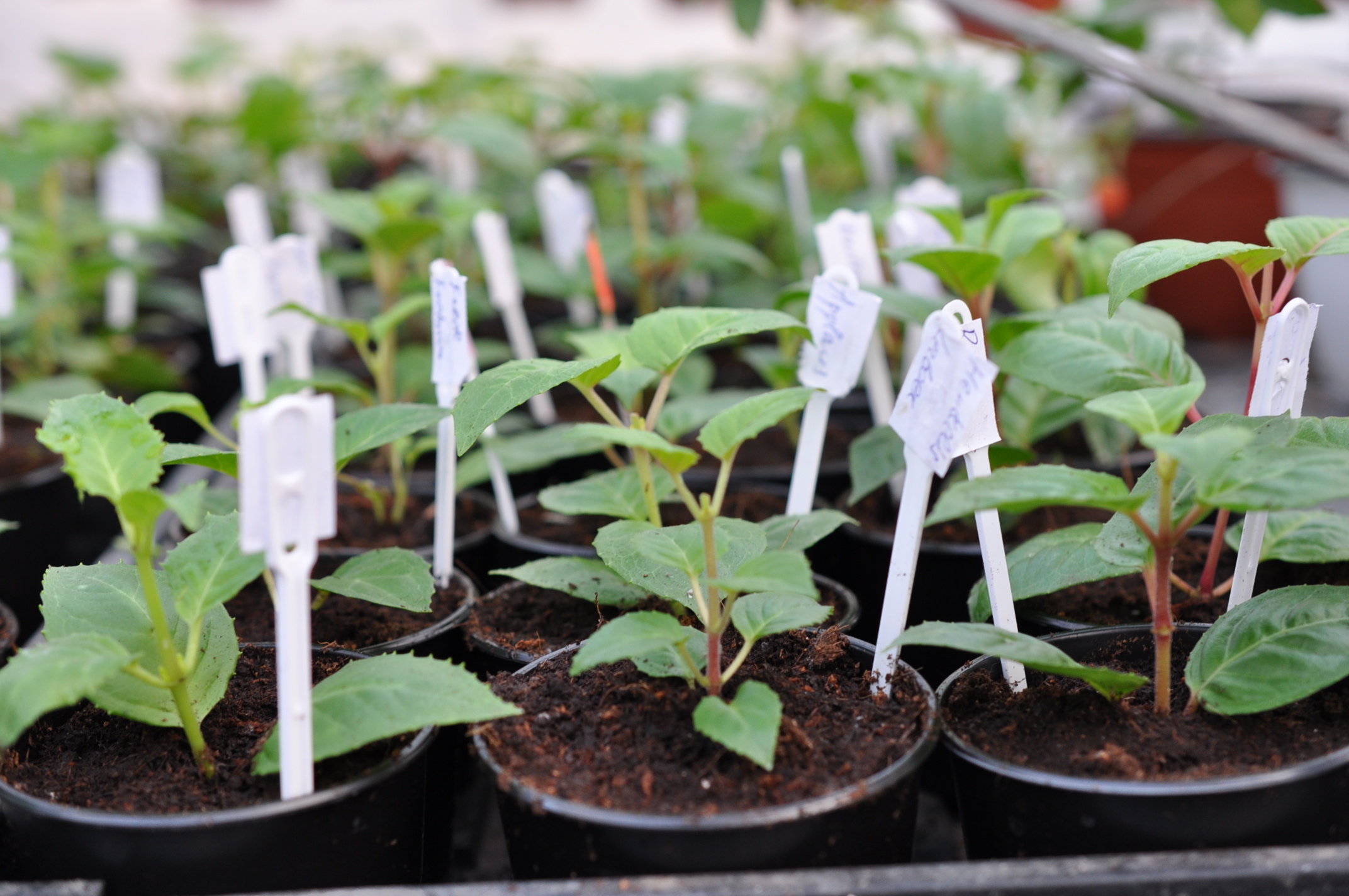 Картинки по запросу черенки фуксии