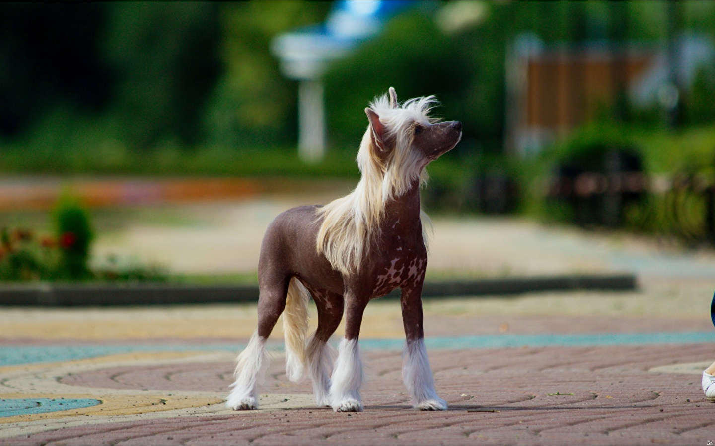dogs_chinese_crested_438612_1440x900