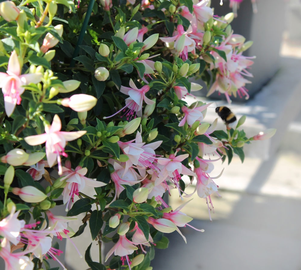 Картинки по запросу семена фуксии