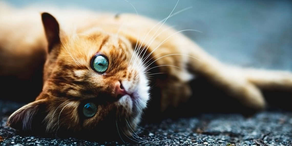 gingerkitty_1493807058-1140x570