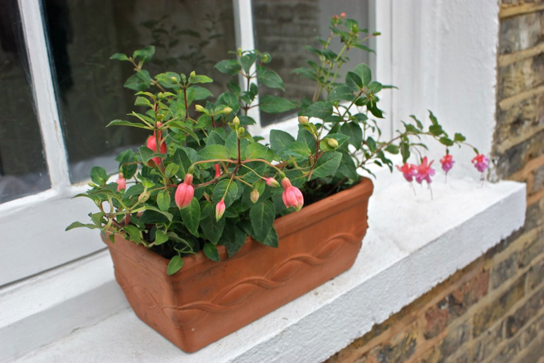 Картинки по запросу фуксия пересадка