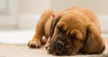 img_how_long_does_it_take_for_a_puppy_to_adjust_to_new_home_2169_paso_1_600