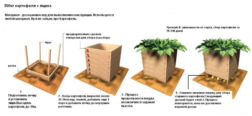 Как прорастает картофель в земле схема