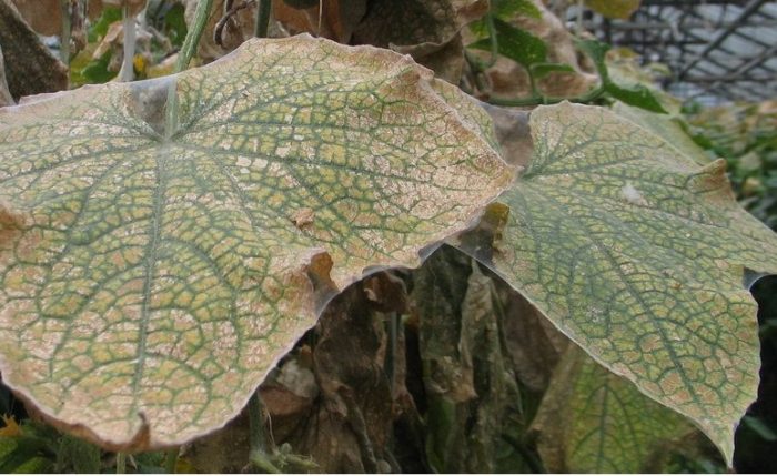 kak-borotsya-s-pautinnyim-kleshhom-na-ogurtsah