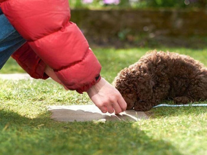 kak-vsegda-ispolzuem-lakomstvo