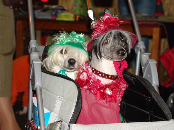 kitajskaya-xoxlataya-podbor-odezhdi-5