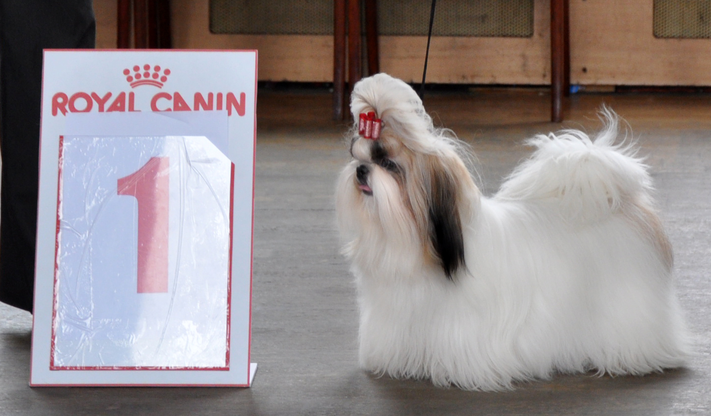 Картинки по запросу ши тцу белый