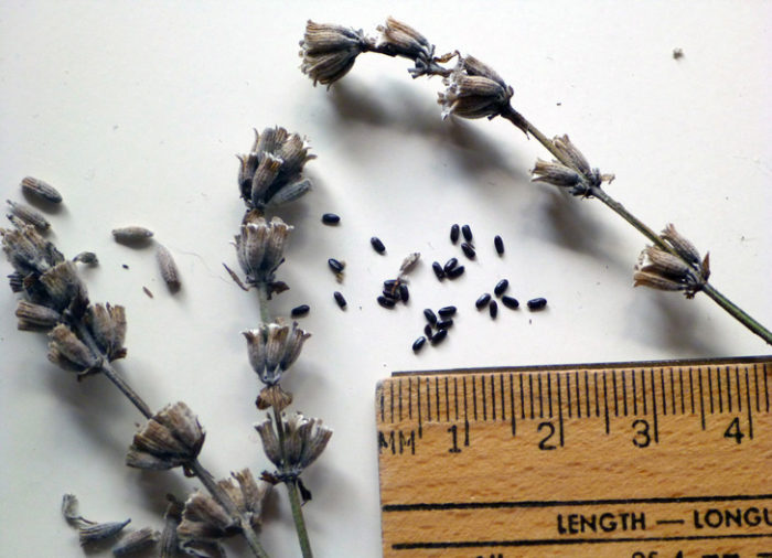 lavender-seeds-inhabitatcom