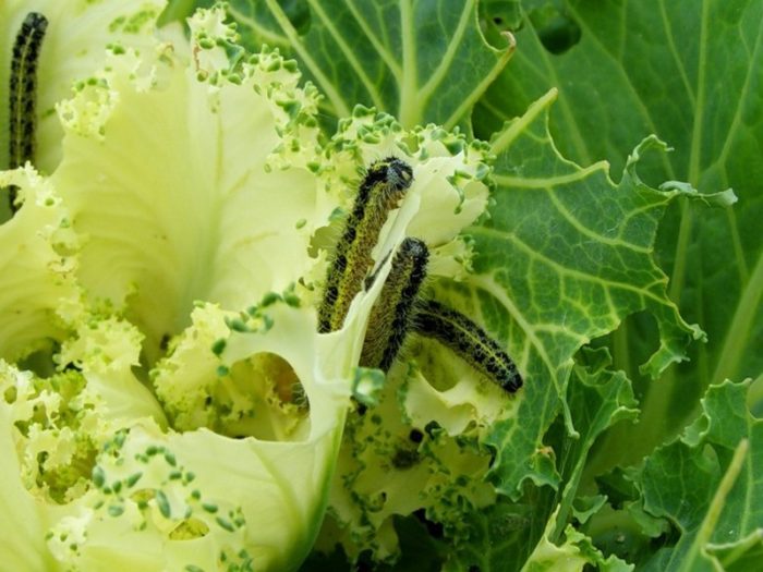 listya-kapustyi-mozhno-posyipat-pischevoj-sodoj