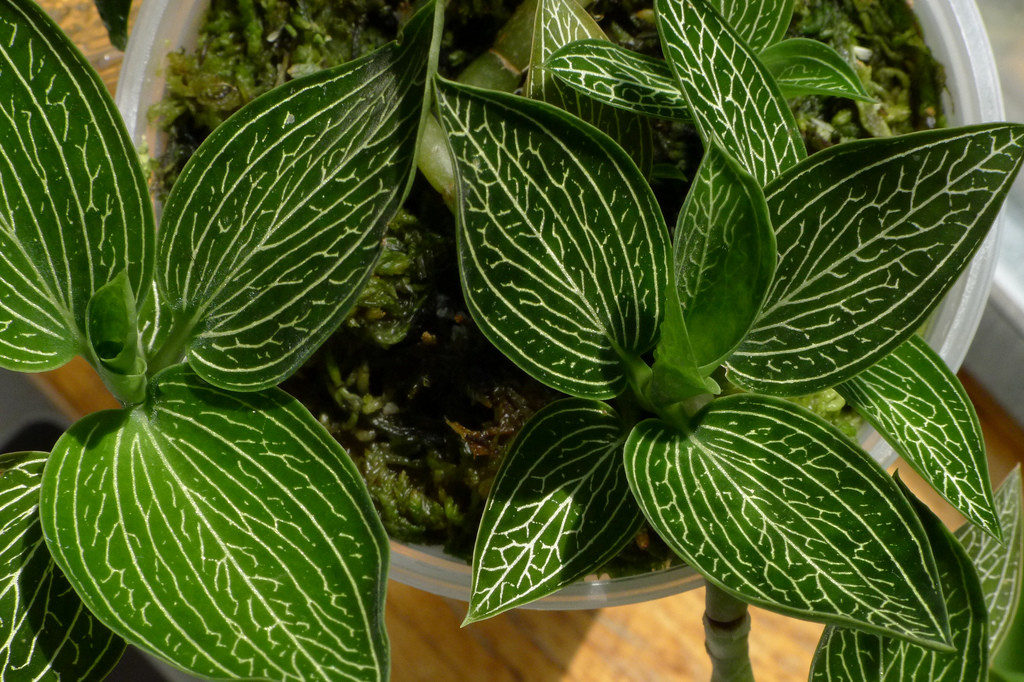 ludisia-alba-1024x682