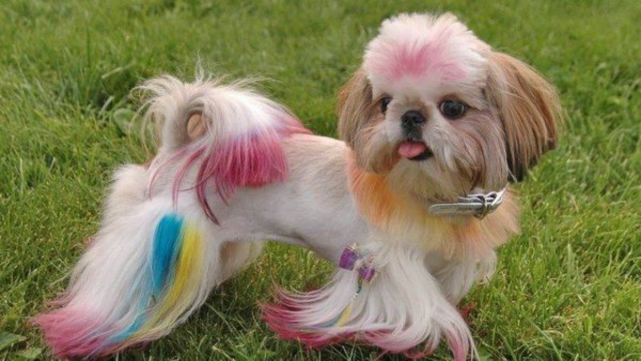 Собачка с разноцветными волосами