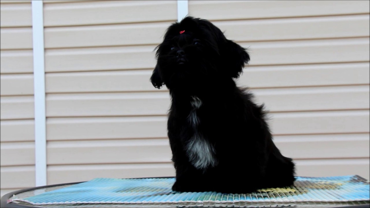 Картинки по запросу ши тцу черный