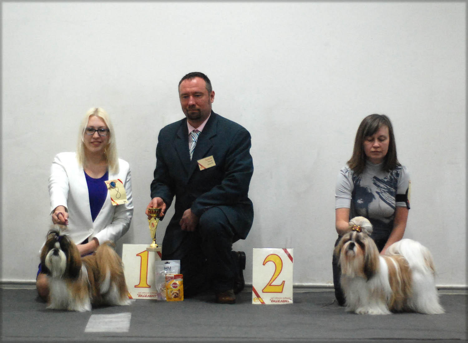 Картинки по запросу ши тцу на выставке