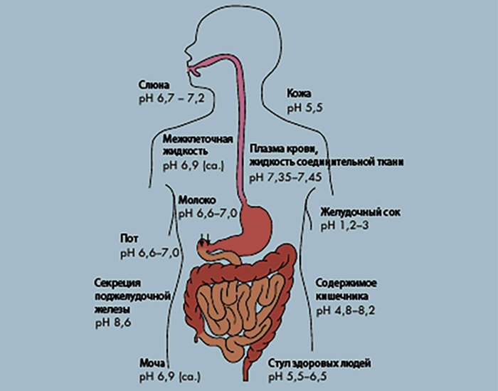 Какая среда в организме. Среды в организме человека. PH органов тела человека. Внутренняя среда организма человека РН. Где нейтральная среда в организме человека.
