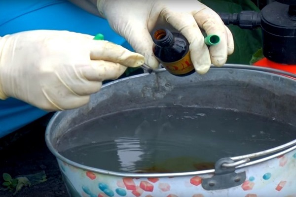 obrabotka-ogurtsov-syvorotkoj-i-jodom_1