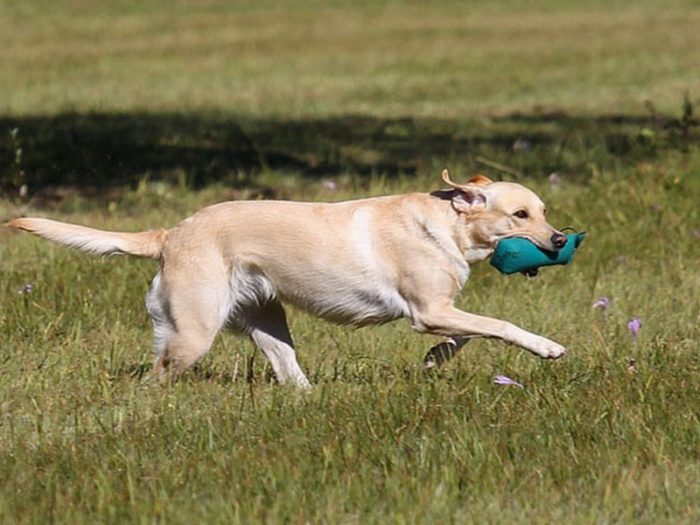obuchenie-komande-aport