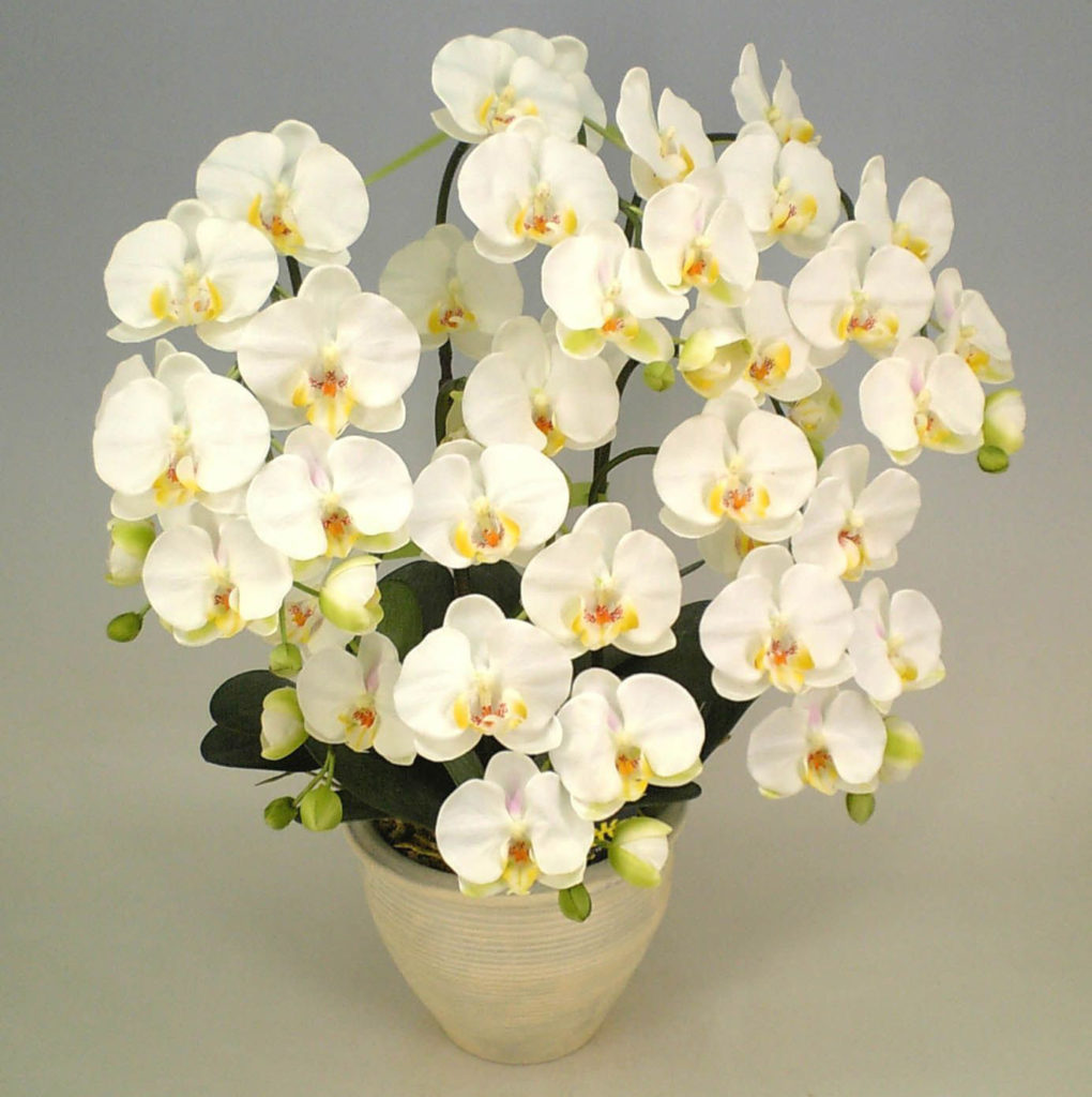 Белая Королевская Орхидея