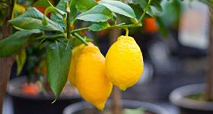 oschelachivanie-organizma-limon