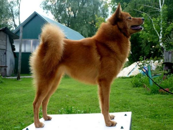 otrabotka-komandy-na-stolike