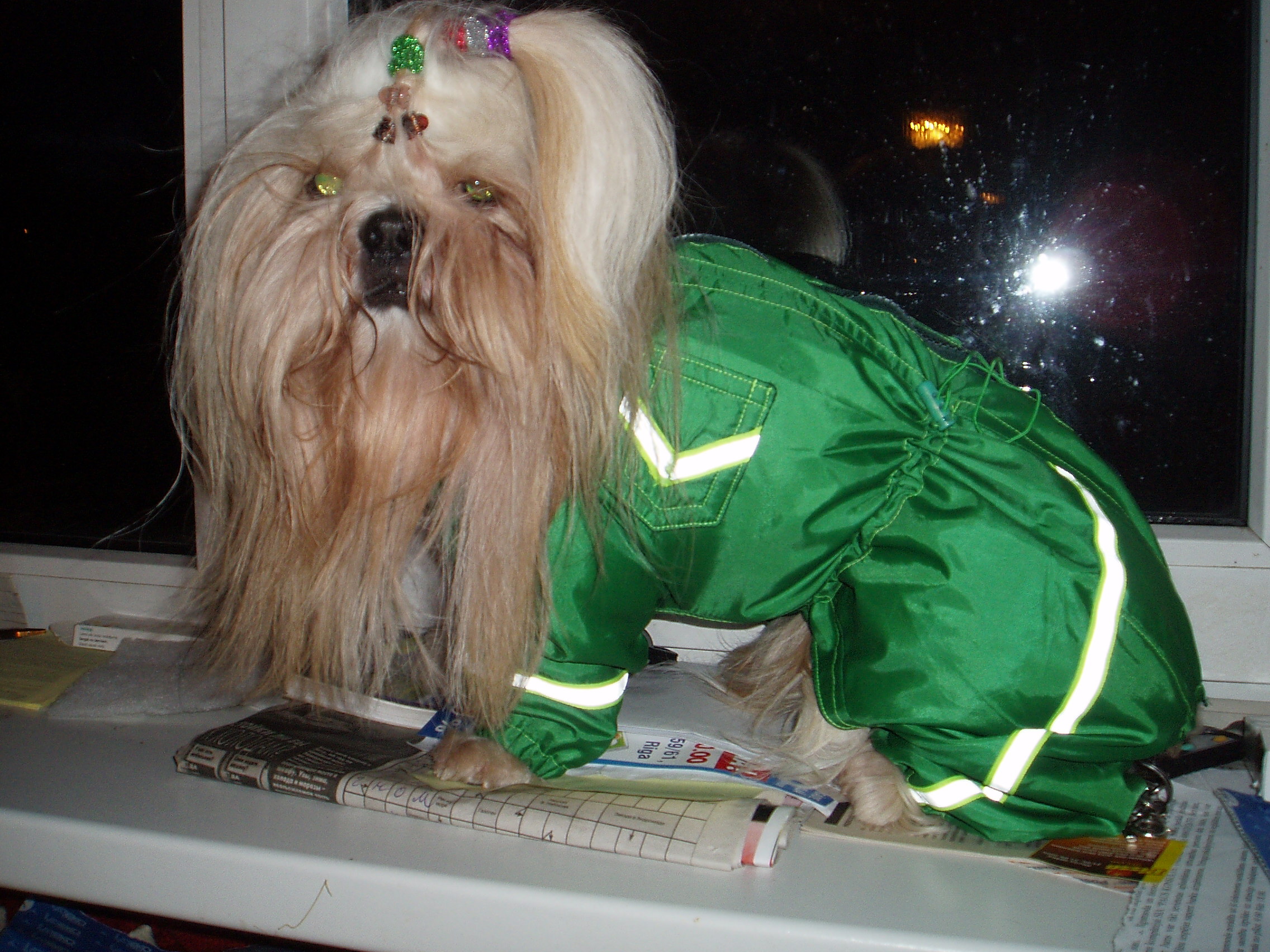 Картинки по запросу одежда для Ши тцу