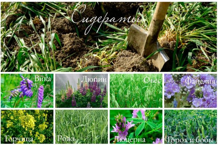 picture_siderat_1095_p0