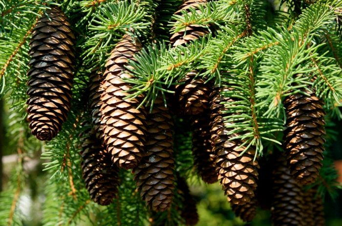 pine_cones_14