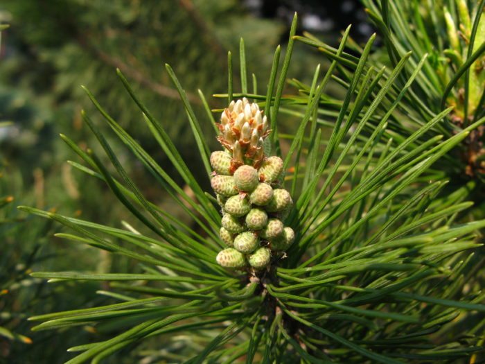 pinus_mugo_nothosubsp-_rotundata_male_flowers