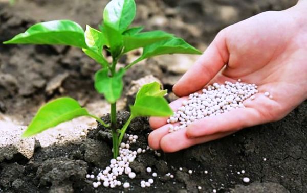 podkormka-rassadyi-pertsa-v-domashnih-usloviyah-narodnyimi-sredstvami