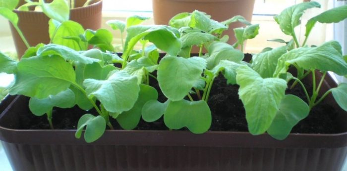 rediska-na-podokonnike-e1495535311755-1100x543