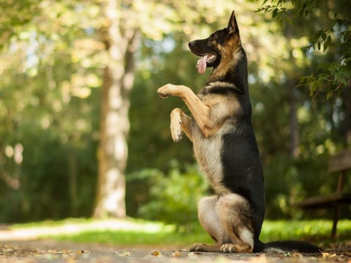 sobaka-komandy-6-e1464778575139