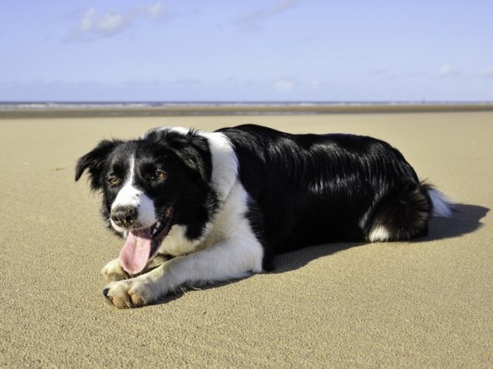 sobaka-more-plyazh-leto-1024x640