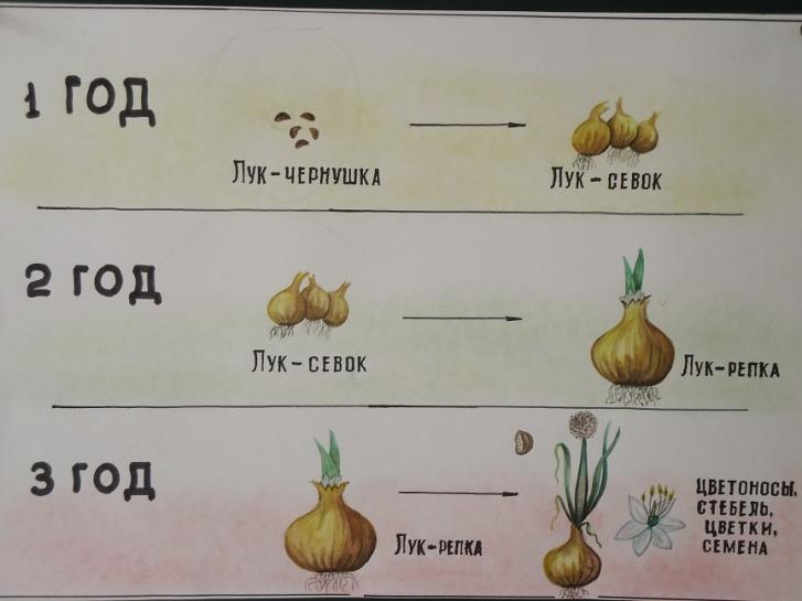 Схема посадки чернушки на севок