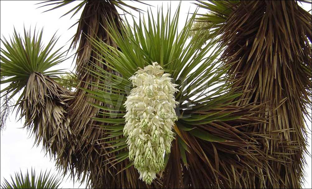 yucca-filifera-ugnaya