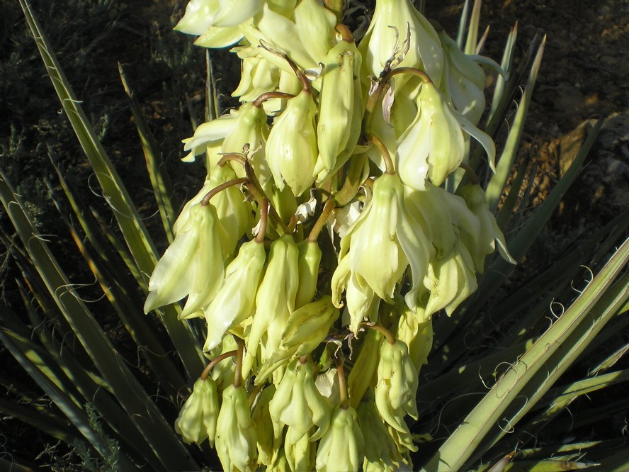 yuccaflowers
