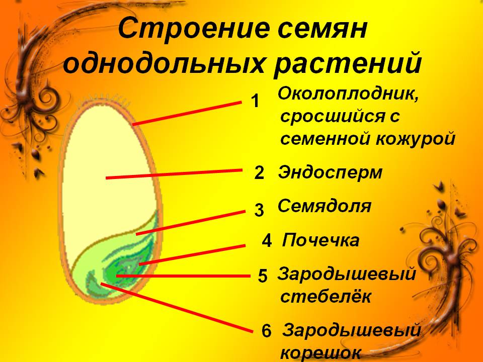 Рисунок однодольного растения