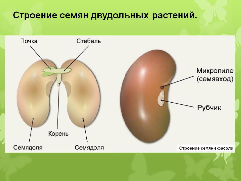 Рассмотрите изображение семени фасоли в разрезе и выполните задания впр