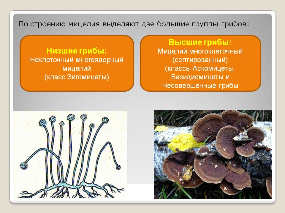 Название низших грибов. Группы грибов аскомицеты базидиомицеты. Строение грибницы мицелия. Классификация грибов базидиомицеты аскомицеты Зигомицеты. Аскомицеты мицелий.