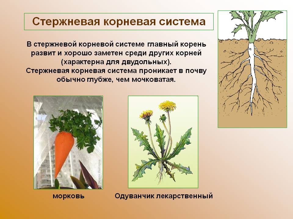 Характеристика стержневой корневой. Стержневая мочковая система корны. Корни стержневые и мочковатые ,корнеплоды,. Растения с стержневой мочковатой системой. Стержневая система корня одуванчика.