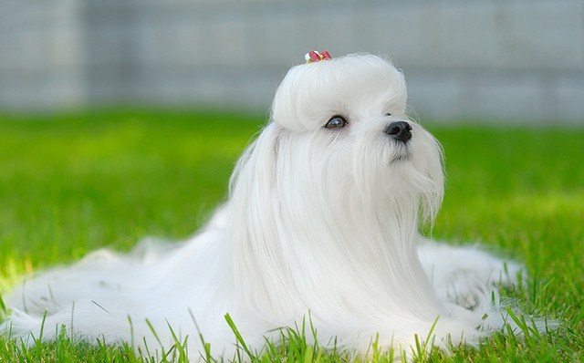 1376570154_malteze-1